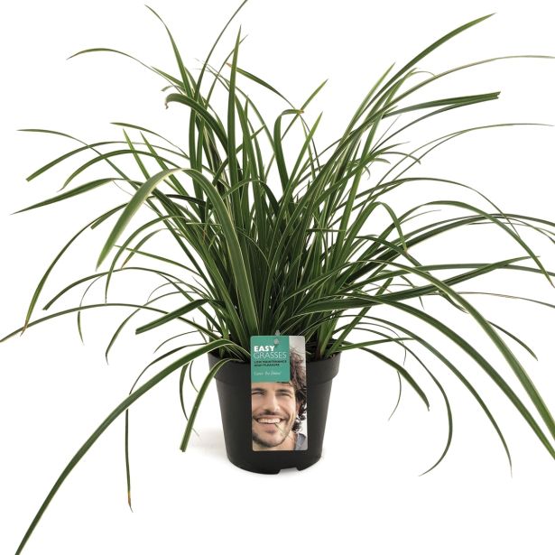 TRAVE ŠAŠ CAREX MORROWII ICE DANCE L17