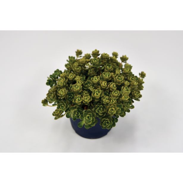 TRAJNICA SEDUM L10.5
