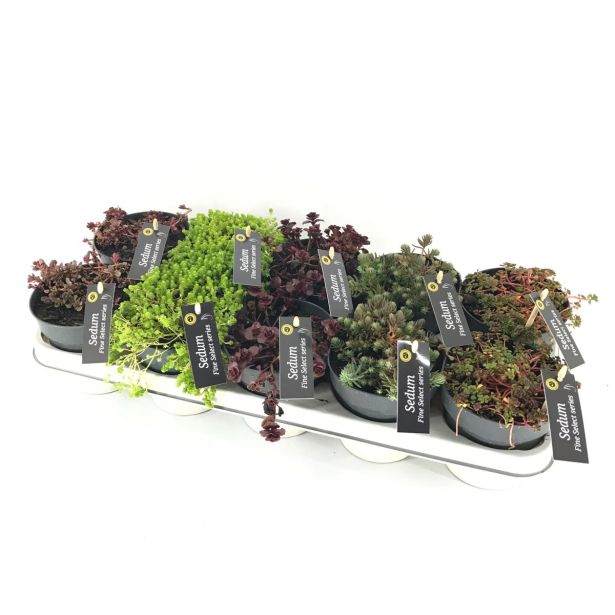HOMULICA SEDUM SPURIUM MIX L12