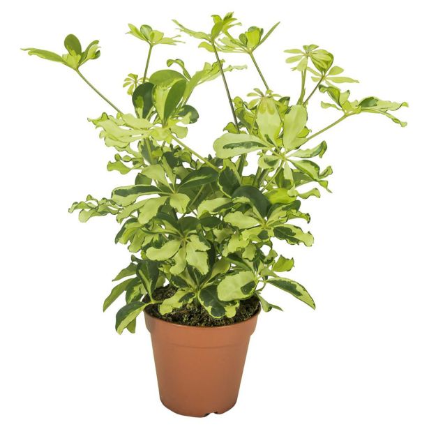 ŠEFLERA CHARLOTTE L13 CM