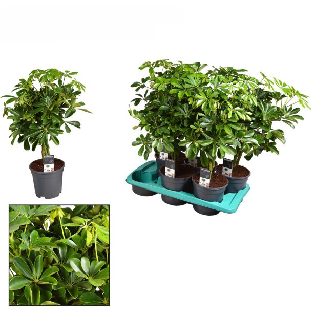 ŠEFLERA COMPACTA L17