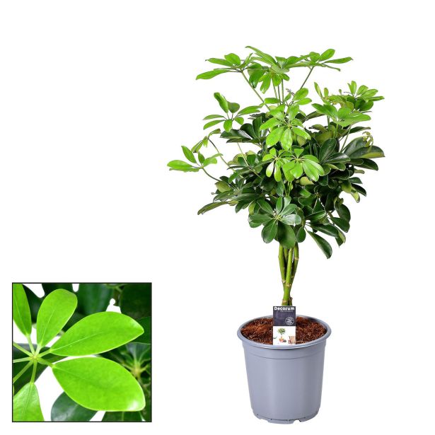 ŠEFLERA COMPACTA L21