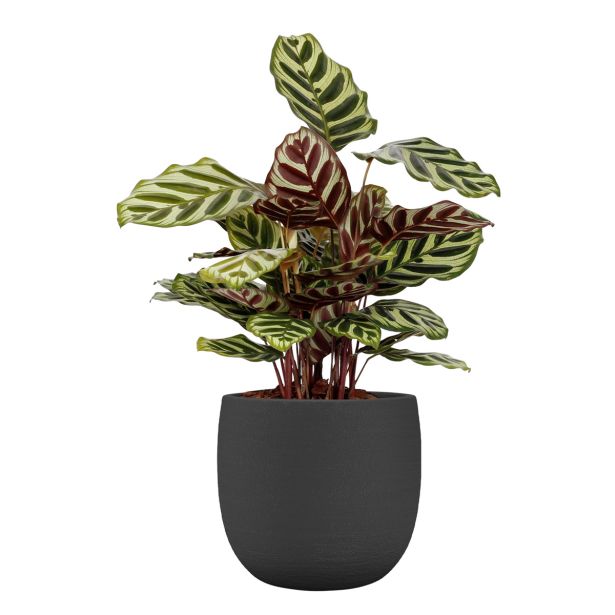 KERAMIČNI NOTRANJI LONEC SELENE 25 CM ČRN