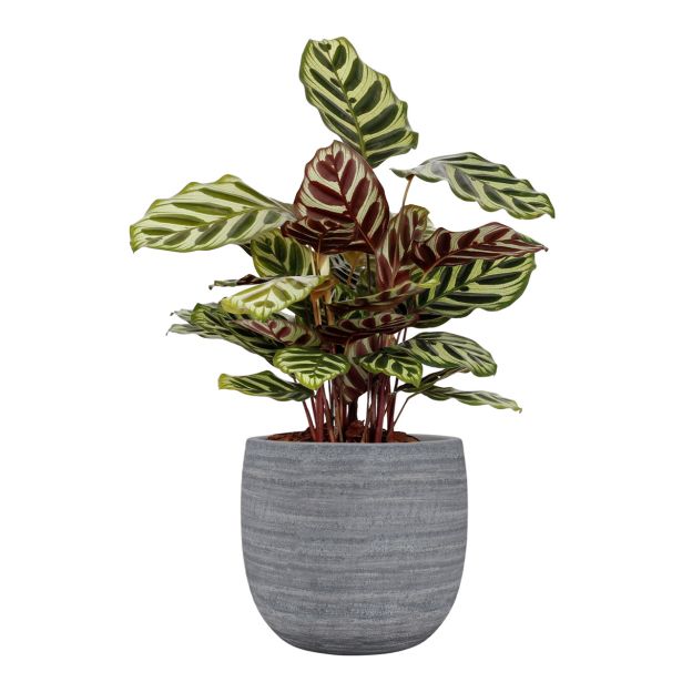 KERAMIČNI NOTRANJI LONEC SELENE 25 CM SIV