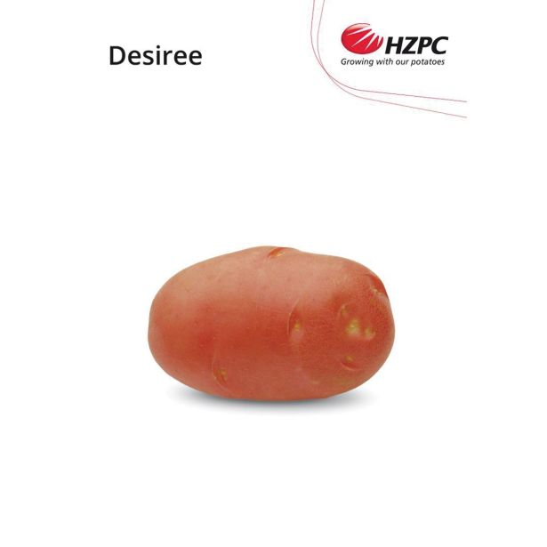SEME KROMPIRJA DESIREE 5 KG