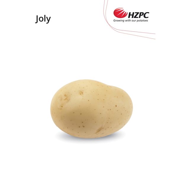 SEME KROMPIRJA JOLY 2.5 KG