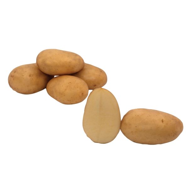 SEME KROMPIRJA SEMENARNA 7 FOUR 7 SREDNJE ZGODEN