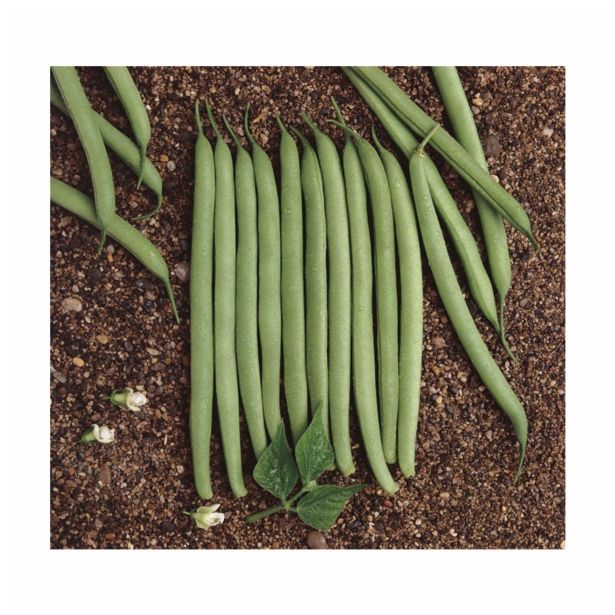 SEME STROČNIC NIZEK FIŽOL CONTENDER