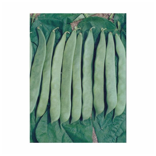 SEME STROČNIC NIZEK FIŽOL ROMANO BUSH