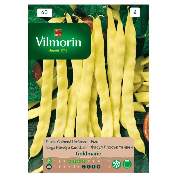 SEME STROČNIC VILMORIN FIŽOL VISOK GOLDMARIE