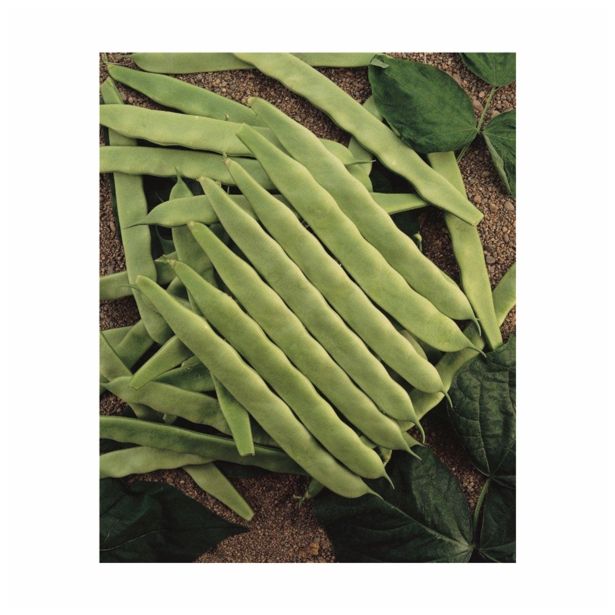 SEME STROČNIC VISOK FIŽOL HELDA