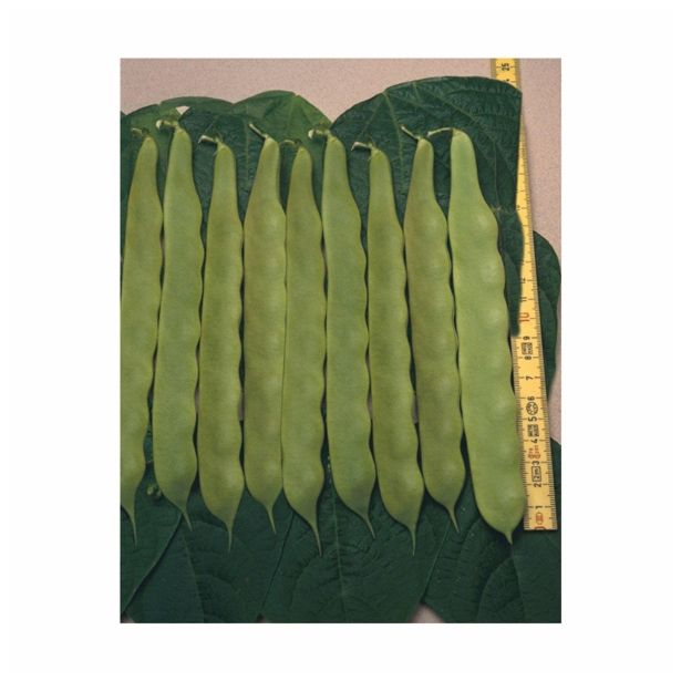 SEME STROČNIC VISOK FIŽOL PEROLAR