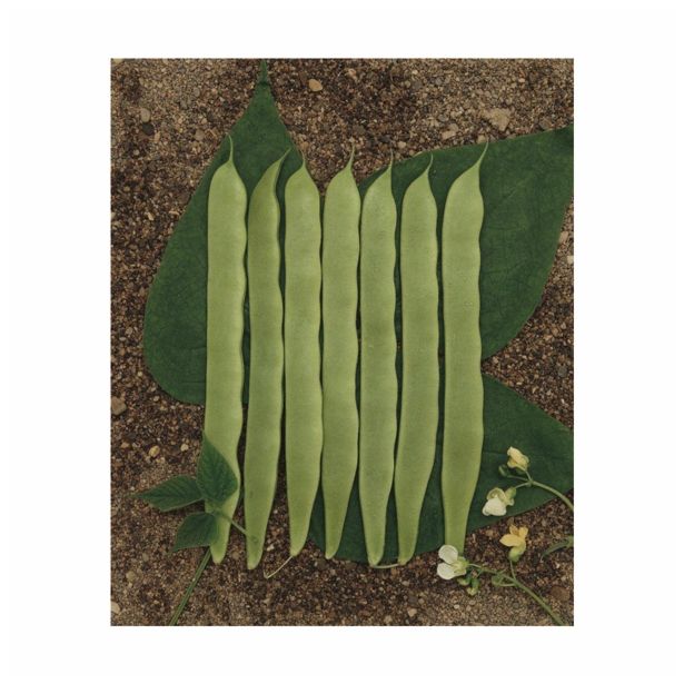 SEME STROČNIC VISOK FIŽOL PRIVER