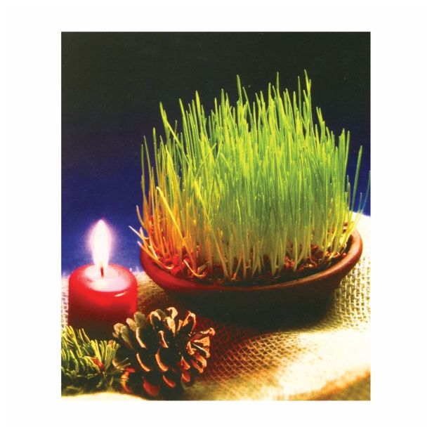 SEMENA CVETOČIH RASTLIN HORTER BOŽIČNO ŽITO V SKLEDICI