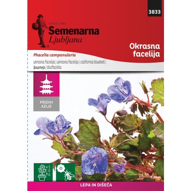 SEME CVETOČE RASTLINE SEMENARNA PHACELIA CAMPANULARIA M.V. AZIJA 3833