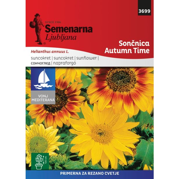 SONČNICA SEMENARNA ČAS JESENI MEDITERAN