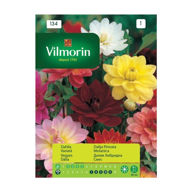 SEME CVETOČE RASTLINE VILMORIN DALIJA PINNATA MEŠANICA
