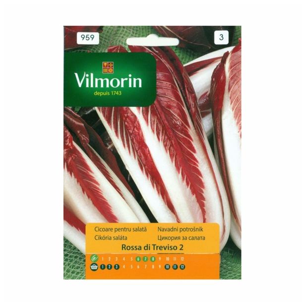 SEME CVETOČE RASTLINE VILMORIN NAVADNI POTROŠNIK ROSSA DI TREVISO 2