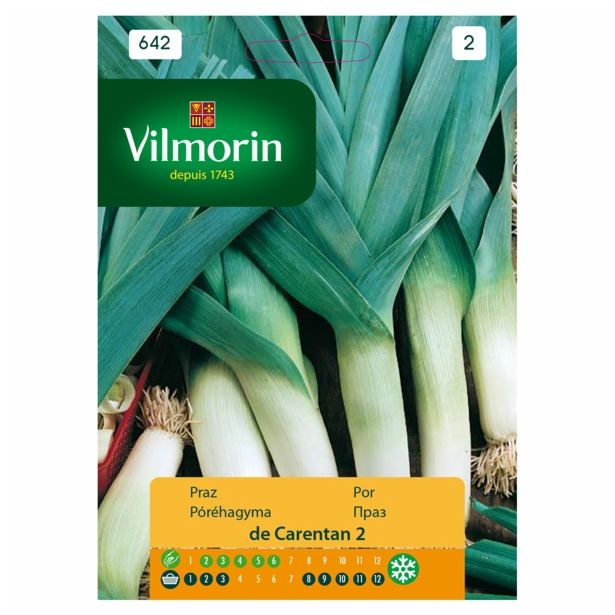 ČEBULNICA VILMORIN POR DE CARENTAN 2