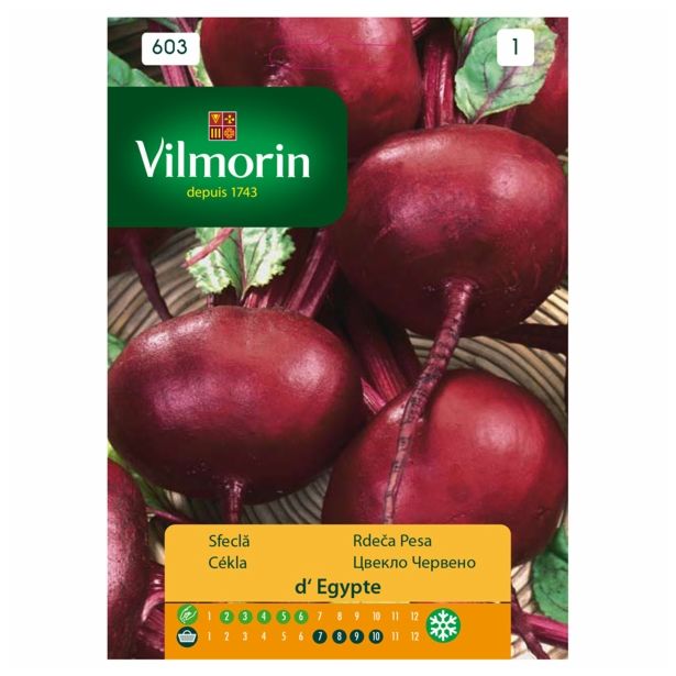 KORENOVKA VILMORIN RDEČA PESA D'EGYPTE