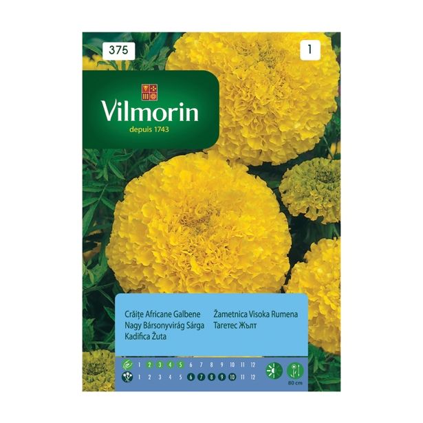 TAGETES VILMORIN ŽAMETNICA VISOKA RUMENA