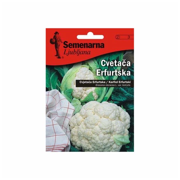 KAPUSNICA SEMENARNA CVETAČA ERFURTSKA V MALI VREČICI 3