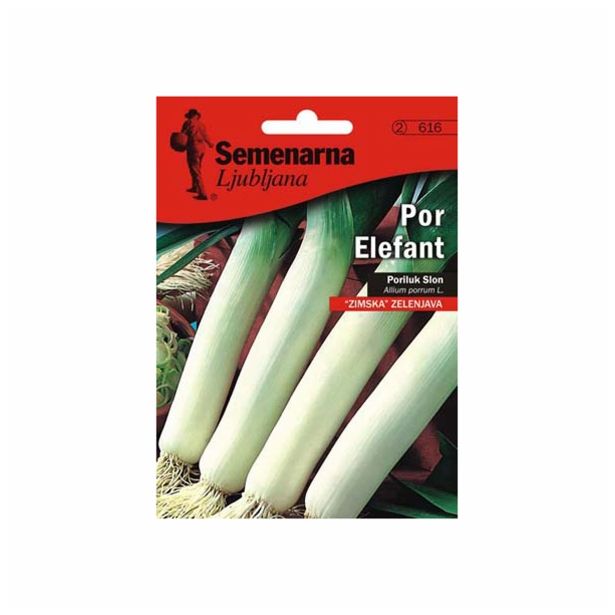 ČEBULNICA SEMENARNA POR ELEFANT V MALI VREČICI 616
