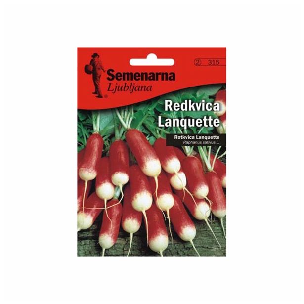 KORENOVKA SEMENARNA REDKVICA LANQUETTE V MALI VREČICI