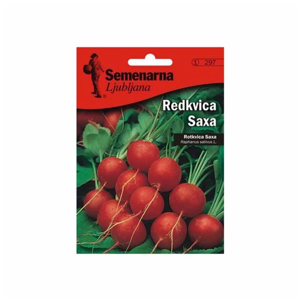 KORENOVKA SEMENARNA REDKVICA SAXA V MALI VREČICI 297