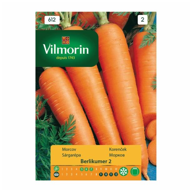 KORENOVKA VILMORIN KORENČEK BERLIKUMER 2