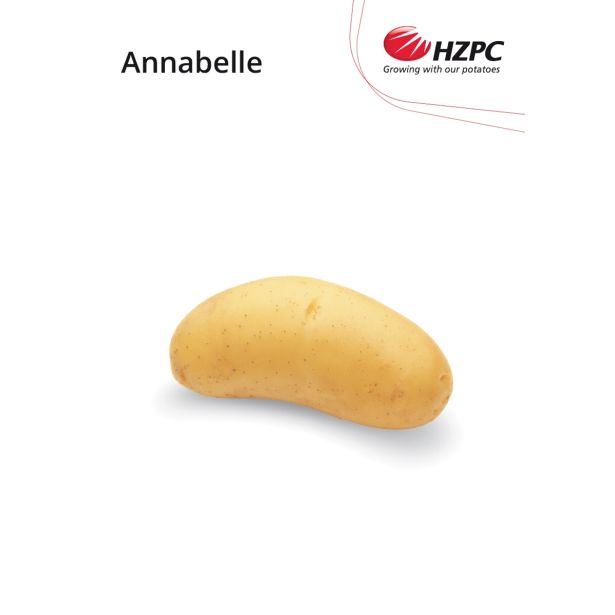SEMENSKI KROMPIR KIFELJČAR ANNABELLE 2.5 KG