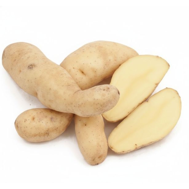 SEMENSKI KROMPIR SEMENARNA KIFELJČAR (CELTIANAE) 3KG 25-35 MM