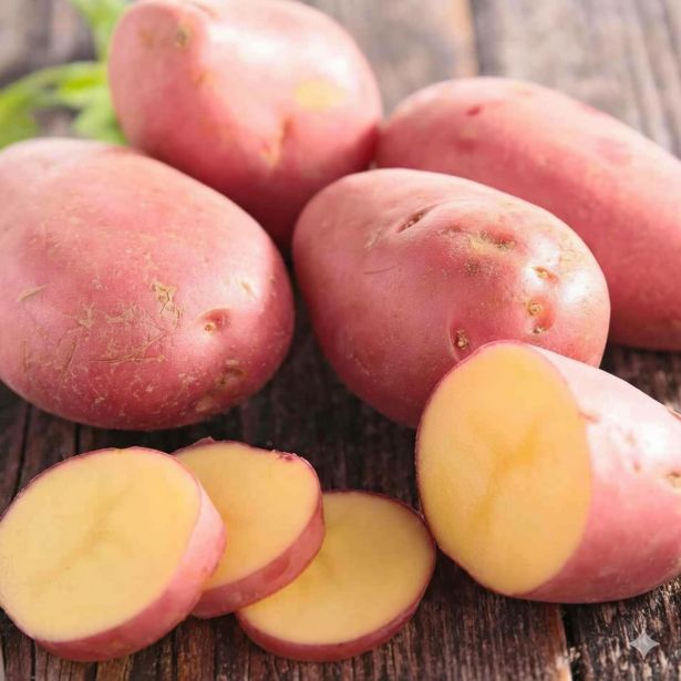 SEMENSKI KROMPIR SEMENARNA RED LADY 5KG 35-55 MM