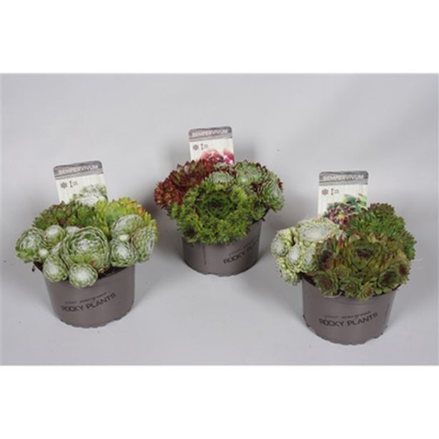 NETRESK SEMPERVIVUM MIX L14