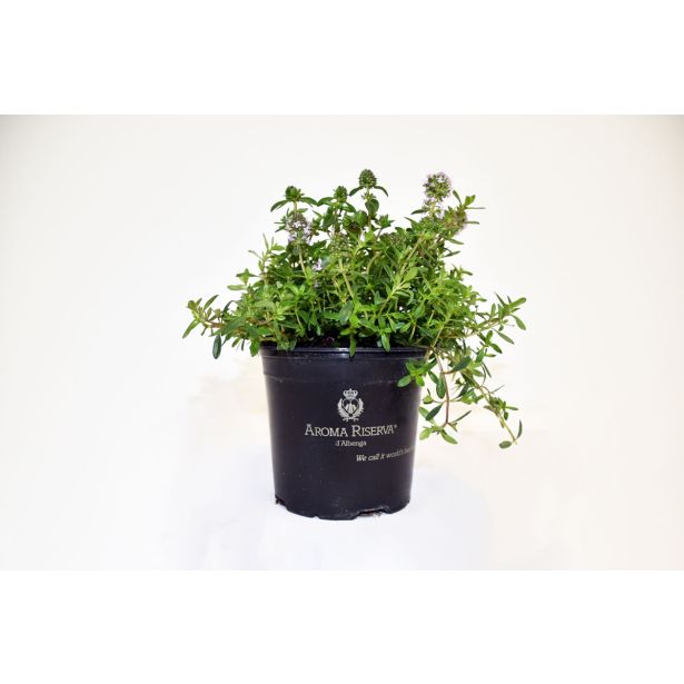 ŠETRAJ SANTOREGGIA L14