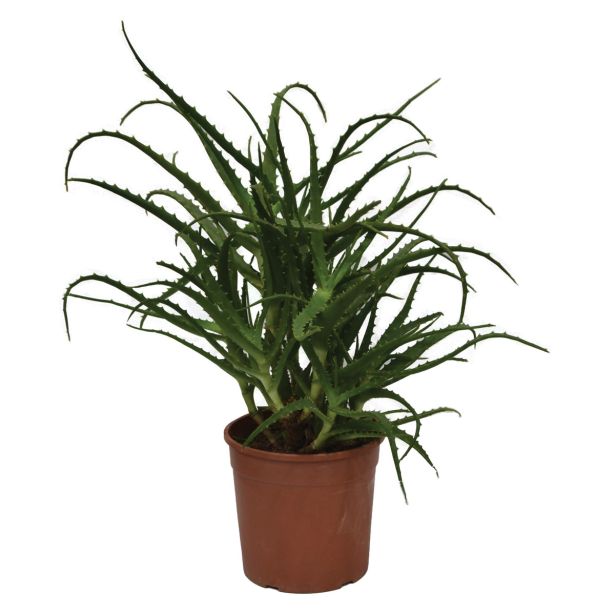 SEZONSKA RASTLINA ALOJA