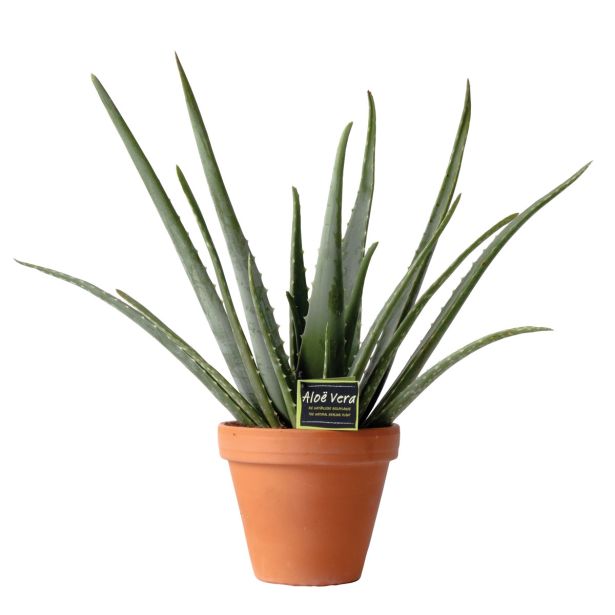 SEZONSKA RASTLINA ALOJA