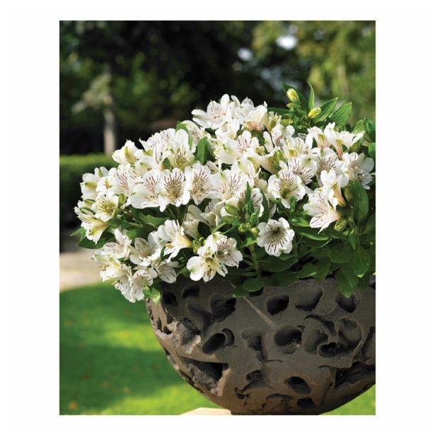 MIX JESENSKIH RASTLIN ALSTROMERIA X HYBRIDA INTICHANTA 19 CM