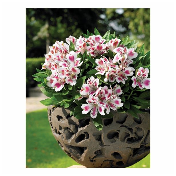 MIX JESENSKIH RASTLIN ALSTROMERIA X HYBRIDA INTICHANTA 19 CM