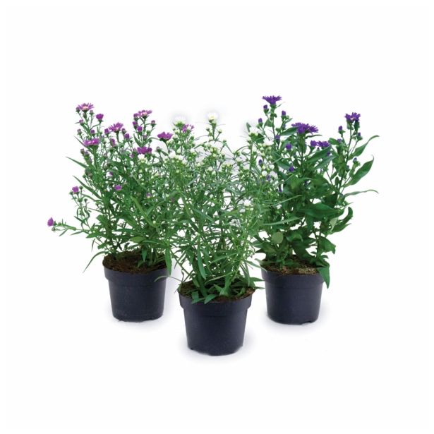 SEZONSKA RASTLINA ASTER MIX