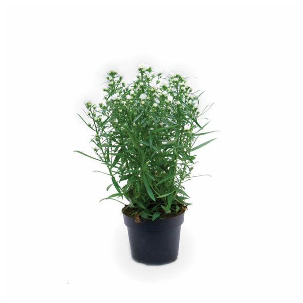 SEZONSKA RASTLINA ASTER MIX