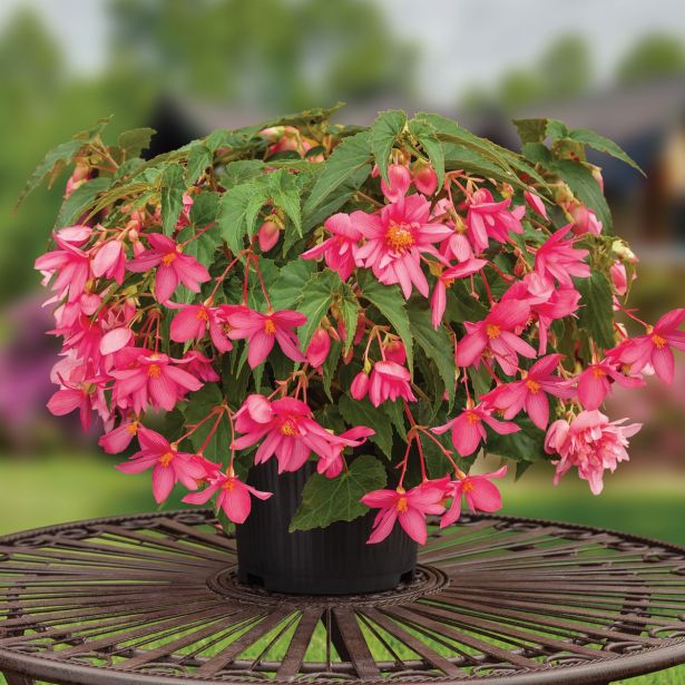 BEGONIJA BALKONSKA FUNKY PINK L12