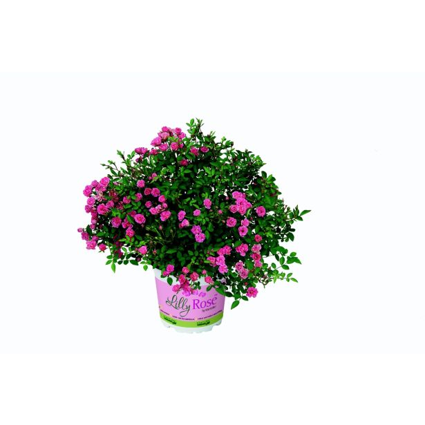 VRTNICA BALKONSKA LILLY ROSE WONDER L12