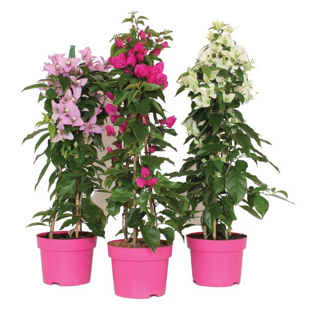 SEZONSKA RASTLINA BOUGAINVILLEA