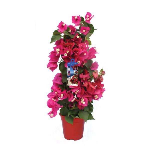 SEZONSKA RASTLINA BOUGAINVILLEA 'DANIA' PURPLE PIRAMIDE