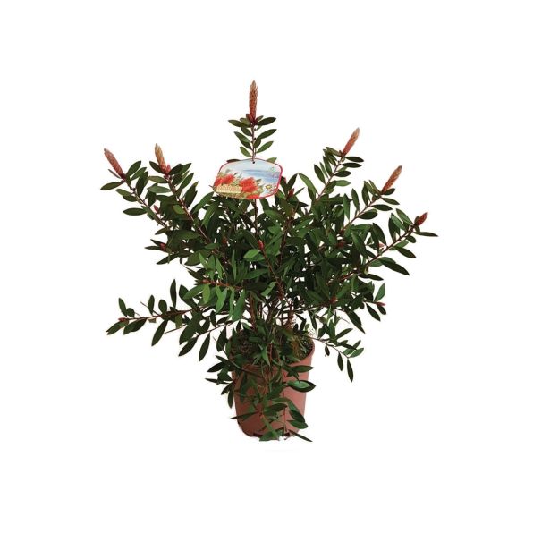 SEZONSKA RASTLINA CALLISTEMON CITRINUS SPLENDENS