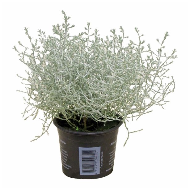 SEZONSKA RASTLINA CALOCEPHALUS BROWNII