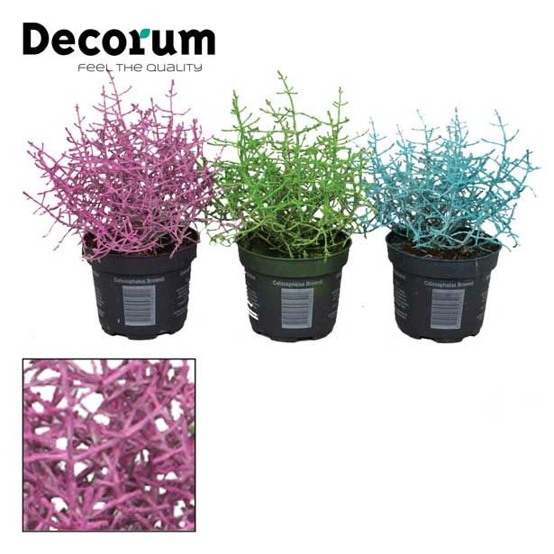 KALOCEFALUS BROWNII L10.5 BARVAN