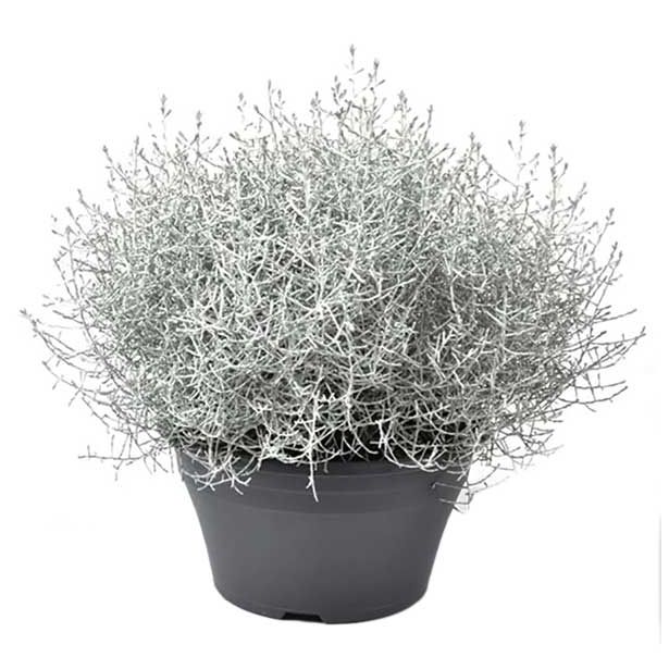 SEZONSKA RASTLINA CALOCEPHALUS BROWNII L23