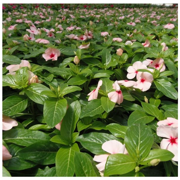 ENOLETNICA CATHARANTHUS ROSEUS L10.5 VINCA ROSEA ATLANTIS MIX